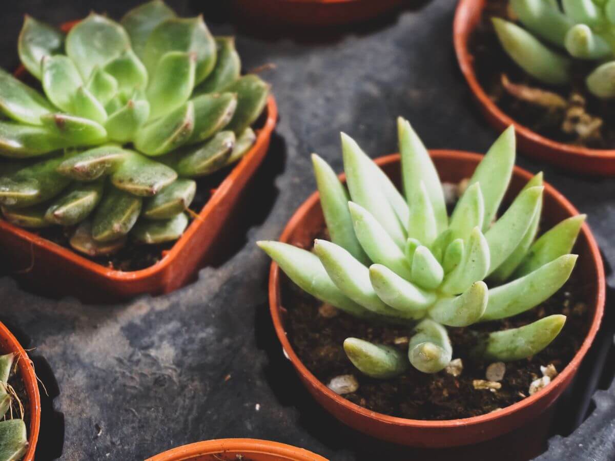 Succulente